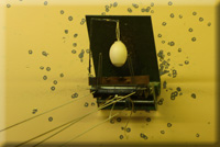 01Ei im KugelfangNOF