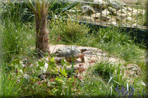 03SchildkrtenfarmNOF