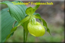 Goldener FrauenschuhNOF